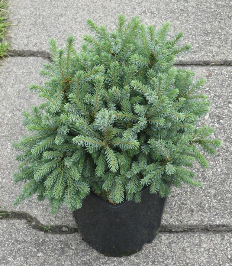 Ель канадская Эхиниформис